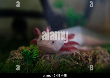 Axolotl Ambystoma mexicanum camminare su un prato in acquario. Anfibio o salamandra in un serbatoio di pesce Foto Stock