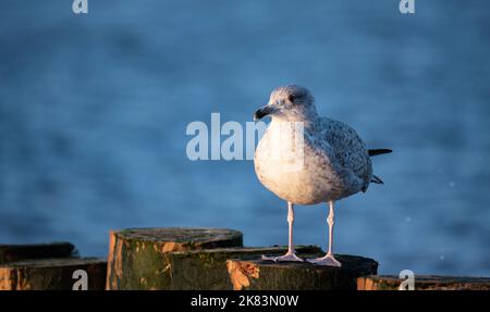 Gabbiano seduto su un frangiflutti di legno alla luce del sole tramontare. Gabbiano isolato su uno sfondo sfocato. Vista sul mare. Foto Stock