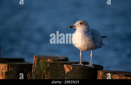 Gabbiano seduto su un frangiflutti di legno alla luce del sole tramontare. Gabbiano isolato su uno sfondo sfocato. Vista sul mare. Foto Stock