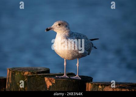 Gabbiano seduto su un frangiflutti di legno alla luce del sole tramontare. Gabbiano isolato su uno sfondo sfocato. Vista sul mare. Foto Stock