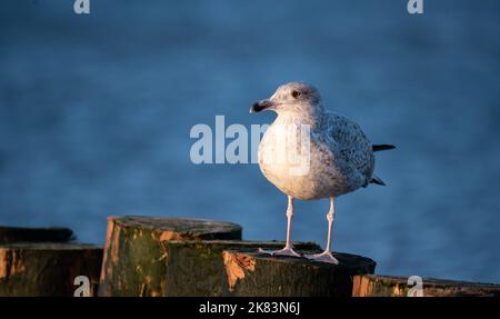 Gabbiano seduto su un frangiflutti di legno alla luce del sole tramontare. Gabbiano isolato su uno sfondo sfocato. Vista sul mare. Foto Stock
