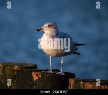 Gabbiano seduto su un frangiflutti di legno alla luce del sole tramontare. Gabbiano isolato su uno sfondo sfocato. Vista sul mare. Foto Stock