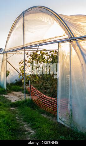 Serra privata nella periferia di Petrovaradin, Novi Sad, Serbia. Foto Stock