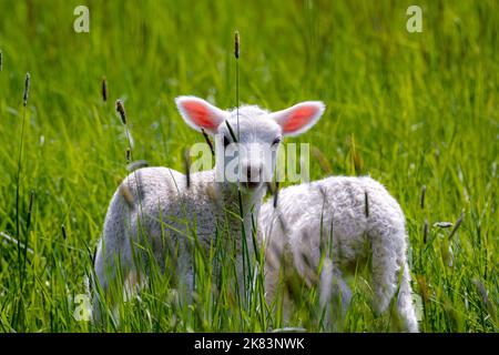 2 agnelli del bambino che smaltiscono nel pascolo in un primo giorno di primavera. Foto Stock