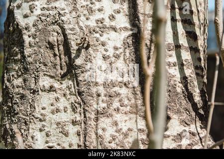tronco d'albero esterno illuminato dal sole con sottili rami intorno ad esso, risorse grafiche per disegni ecologici. Foto Stock