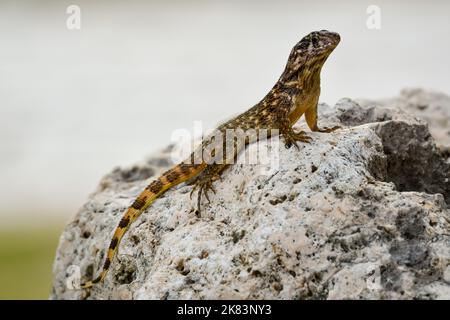 Una lucertola a coda ricciola che ottiene un po' di sole cubano mentre riposa su alcune rocce laviche. Foto Stock