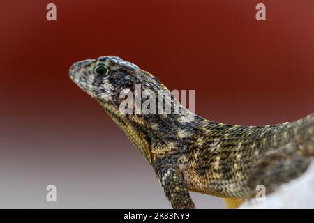 Una lucertola a coda ricciola che ottiene un po' di sole cubano mentre riposa su alcune rocce laviche. Foto Stock