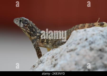 Una lucertola a coda ricciola che ottiene un po' di sole cubano mentre riposa su alcune rocce laviche. Foto Stock