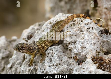 Una lucertola a coda ricciola che ottiene un po' di sole cubano mentre riposa su alcune rocce laviche. Foto Stock