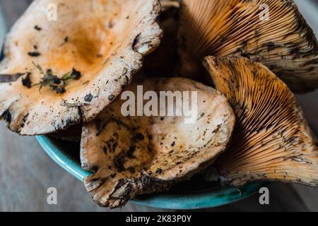 I finferli in una ciotola su un tavolo di legno. Funghi autunnali. Foto Stock