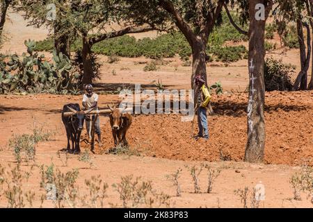 TIGRAY, ETIOPIA - 22 MARZO 2019: Uomo locale che arava un campo con buoi nella regione di Tigray, Etiopia Foto Stock