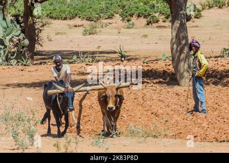 TIGRAY, ETIOPIA - 22 MARZO 2019: Uomo locale che arava un campo con buoi nella regione di Tigray, Etiopia Foto Stock