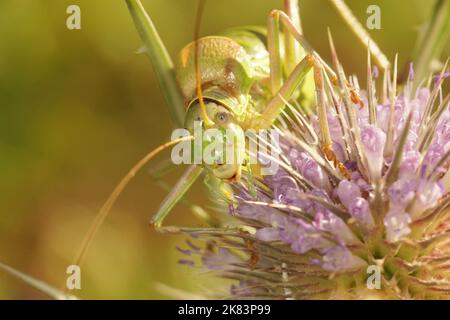 Primo piano frontale su un cricket Medtierraneo occidentale a dorso di sella, , Ephippiger diurnus occidentale su un fiore viola Foto Stock