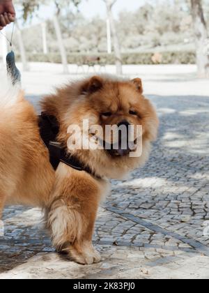 Adulto cane chow razza chow in un imbrago nel parco. Bello cane chow-chow all'aperto Foto Stock