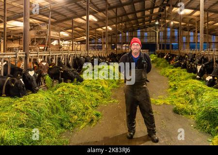 Timoleague, West Cork, Irlanda. 20th Ott 2022. David Deasy, produttore lattiero-caseario a base di Timoleague, nutre la sua mandria di mucche da latte, erba appena tagliata. Le mucche sono attualmente nei capannoni ogni notte e si sposteranno all'interno per l'inverno la prossima settimana. Credit: AG News/Alamy Live News. Foto Stock