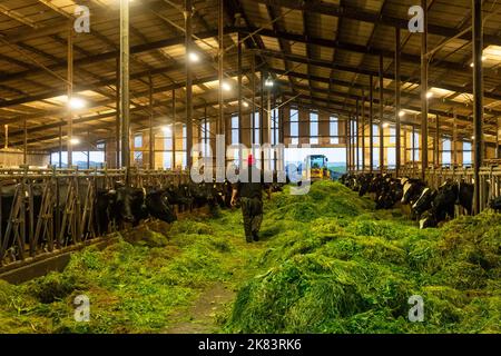 Timoleague, West Cork, Irlanda. 20th Ott 2022. David Deasy, produttore lattiero-caseario a base di Timoleague, nutre la sua mandria di mucche da latte, erba appena tagliata. Le mucche sono attualmente nei capannoni ogni notte e si sposteranno all'interno per l'inverno la prossima settimana. Credit: AG News/Alamy Live News. Foto Stock