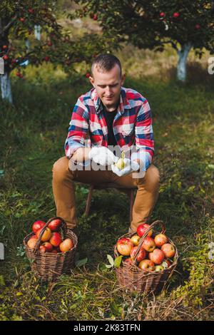 Lavoratore maschio felice che raccoglie mele fresche mature in frutteto durante la raccolta autunnale. Tempo di raccolta delle mele in autunno Foto Stock