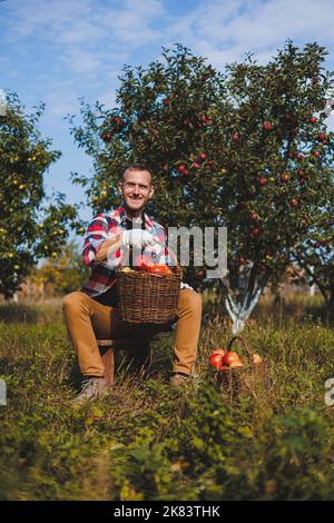 Lavoratore maschio felice che raccoglie mele fresche mature in frutteto durante la raccolta autunnale. Tempo di raccolta delle mele in autunno Foto Stock