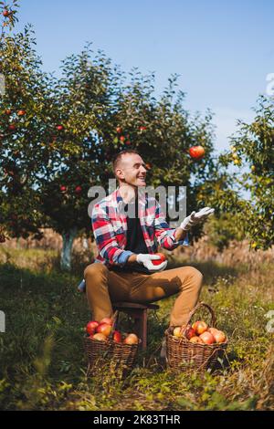 Lavoratore maschio felice che raccoglie mele fresche mature in frutteto durante la raccolta autunnale. Tempo di raccolta delle mele in autunno Foto Stock