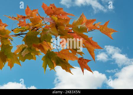 Un ramo di acero d'autunno colorato si lascia sullo sfondo di un cielo blu con nuvole bianche Foto Stock