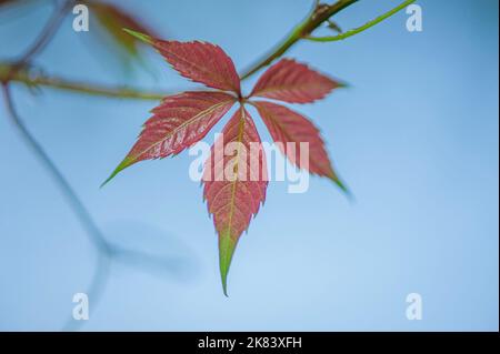 Foglia rossa autunnale sullo sfondo del cielo. Foto macro di una foglia. Foto Stock