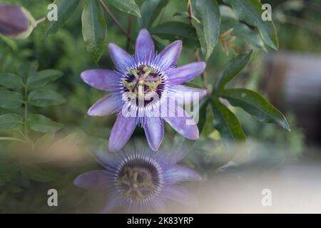 Fiore viola di Passidora (Passidora incarnata) foglie in giardino europeo. Bella passione frutto fiore o Passiflora (Passifloraceae). Passeflor Foto Stock