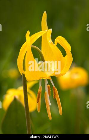 Un giglio di valanghe gialle nelle Snowy Range Mountains del Wyoming Foto Stock