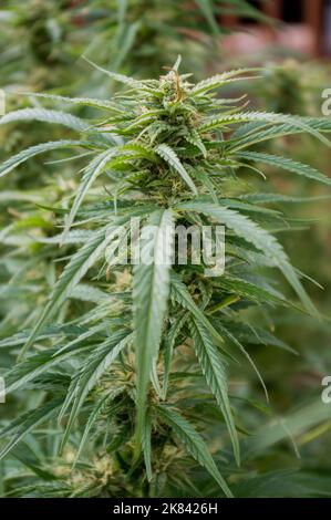 primo piano di piante di cannabis Foto Stock