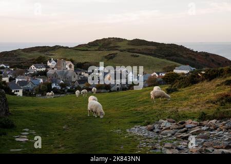 Pecore al pascolo sulla collina nel paesaggio di un piccolo villaggio britannico presso la costa nel Devon settentrionale. Foto Stock