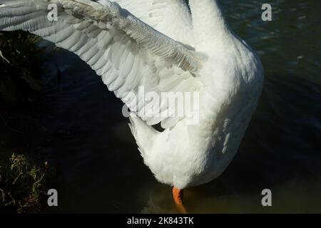 Ala d'oca. L'oca flaps le sue ali. Uccelli acquatici. Dettagli della vita. Piume bianche. Foto Stock