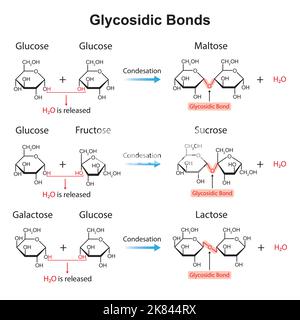 Progettazione scientifica di legami glicosidici. Formazione di legame glicosidico da due monomeri. Illustrazione vettoriale. Illustrazione Vettoriale