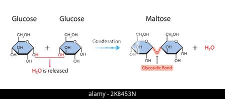 Formazione di maltosio. Formazione di legame glicosidico da due molecole di glucosio. Illustrazione vettoriale. Illustrazione Vettoriale