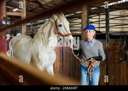 Lavoratrice stalla femminile anziata che conduce il cavallo bianco dalla briglia in fienile Foto Stock