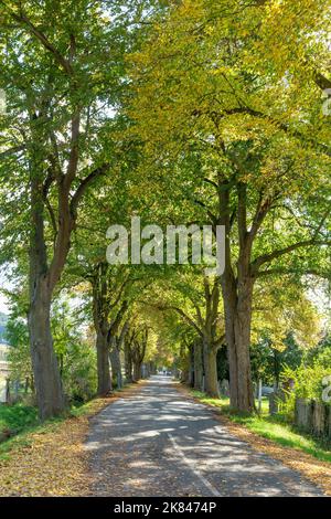 Vicolo nei colori estivi indiani a Herleshausen, Germania Foto Stock