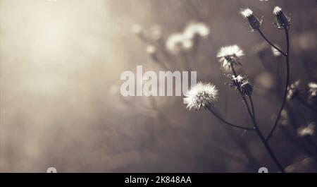 Fiori di campo autunnali in campo scuro. Sfondo di fiori cardo strisciante con spazio copia Foto Stock