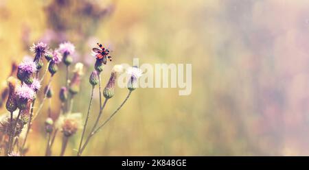 Prato estivo sfondo con cardo strisciante fiori e un coleottero. Fiori selvatici al tramonto, spazio di copia Foto Stock