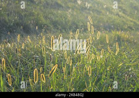 Coda di volpe gialla (Setaria pumila) nel campo Foto Stock