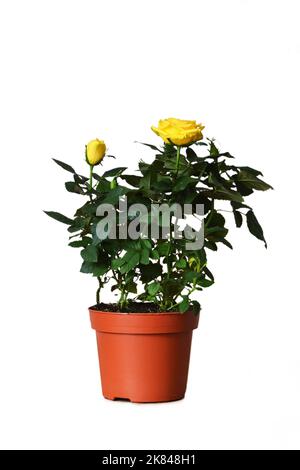 Pianta rosa gialla in miniatura in vaso isolato su sfondo bianco Foto Stock