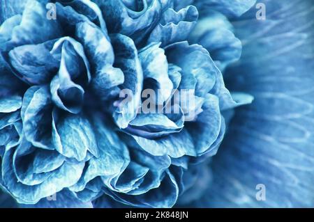 Macro shot di petali di fiore di hollyhock, full frame Foto Stock
