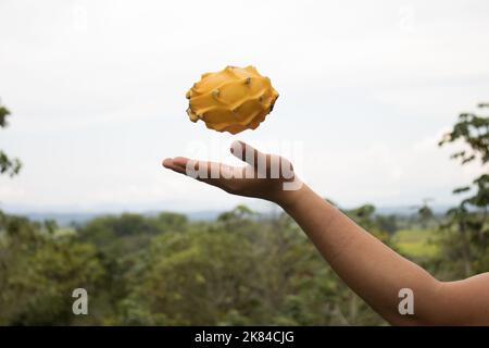 Pitahaya, conosciuta come frutto del drago, è coltivata in modo biologico nella Valle Alto Mayo in PERÙ. Foto Stock