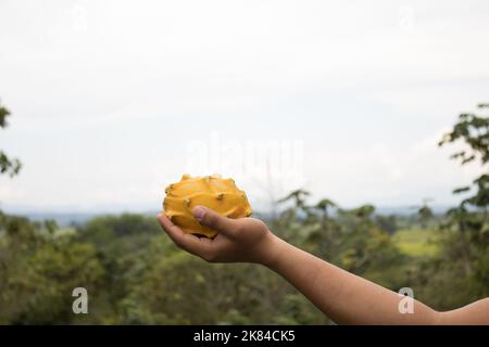 Pitahaya, conosciuta come frutto del drago, è coltivata in modo biologico nella Valle Alto Mayo in PERÙ. Foto Stock