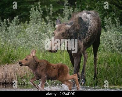 L'alce di mucca fronteggia la macchina fotografica e protegge il suo polpaccio giocoso che sta spruzzando in uno stagno all'atterraggio dello Schwabacher nel parco nazionale del Grand Teton, Wyoming. Foto Stock