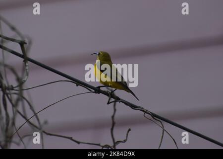 Sunbird con retro in oliva e ventre gialle Foto Stock