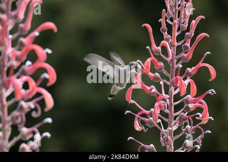 Hummingbird bere Nectar da un fiore Foto Stock