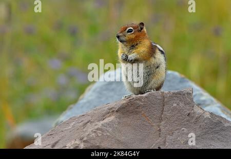 Uno scoiattolo dal pavimento dorato, Callospermophilus lateralis; seduto su una grande roccia per una migliore vista dei suoi dintorni. Foto Stock