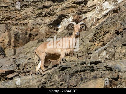 Pecora di barbaro (Ammotragus lervia) in piedi su un muro di roccia Foto Stock