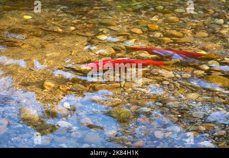 Salmone con calzino maschio e femmina di riproduzione. Un salmone Sockeye maschio e femmina pronto a riprodursi negli shallows del fiume Adams, British Columbia, Canada. Foto Stock