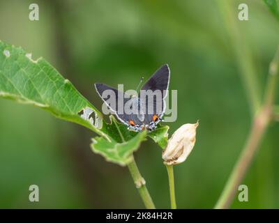 Farfalla grigia Hairstreak appollaiata su una foglia. Fotografato in Texas con una profondità di campo bassa. Foto Stock