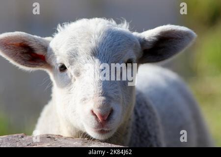 Toby l'agnello bianco alimentato in bottiglia a casa nel paddock Foto Stock