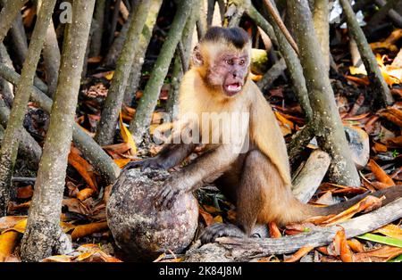 Scimmia cappuccina nella foresta di mangrovie, vicino Atins, stato di Maranhao, Brasile. Foto Stock